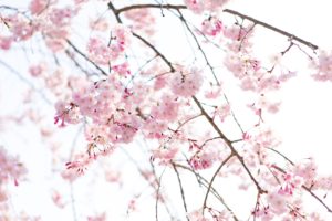 桜の開花🌸